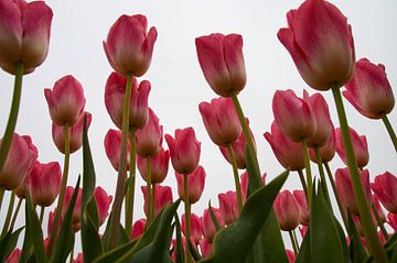 Roze tulpen tijdens de tulpenroute Noordoostpolder van Ad Jekel