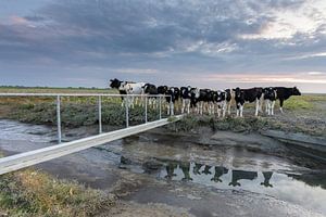 Vaches dans le marais salant - Wadden naturel sur Anja Brouwer Fotografie