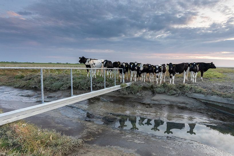 Kühe auf der Salzwiese - Natürliches Wattenmeer von Anja Brouwer Fotografie