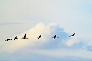 Kranichvögel fliegen während des Herbstzuges durch die Luft