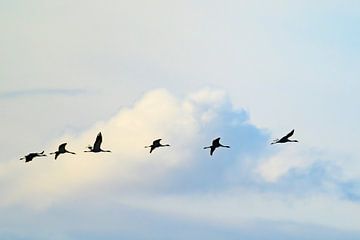 Kraanvogels vliegen in de lucht tijdens de herfstmigratie van Sjoerd van der Wal Fotografie