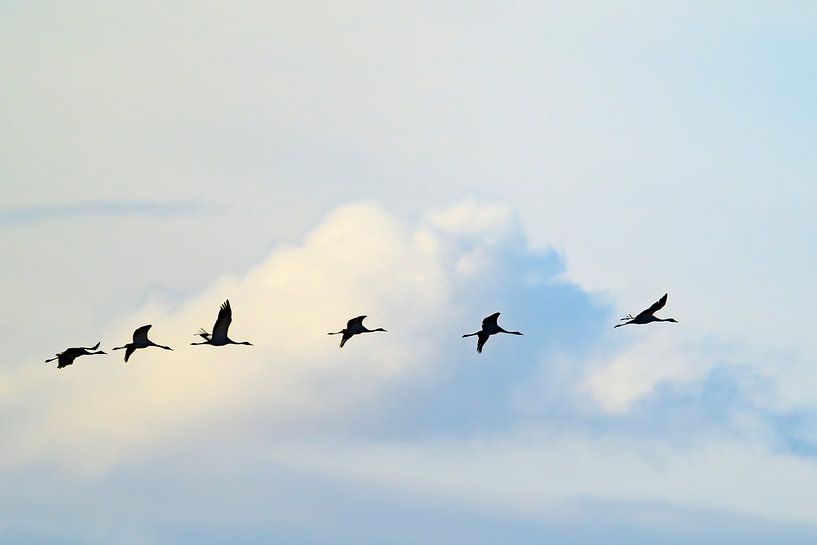 Kraanvogels vliegen in de lucht tijdens de herfstmigratie van Sjoerd van der Wal Fotografie