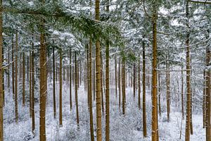 Von oben gesehener verschneiter Kiefernwald