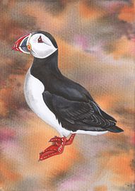 Papageientaucher von Jasper de Ruiter