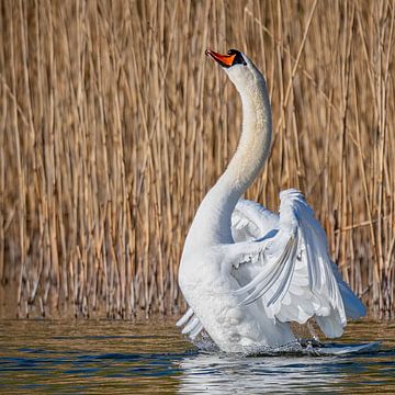 Baltsende Zwaan van Beeld Creaties Ed Steenhoek | Fotografie en Kunstmatige Beelden