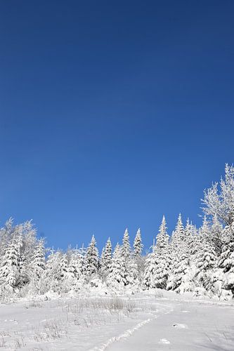 Een besneeuwd bos na de storm