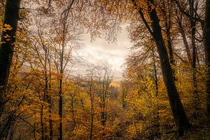 Herbst in den Ardennen