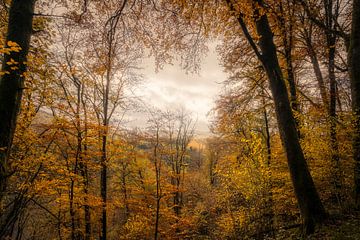 Autumn in the Ardennes by Rik Verslype