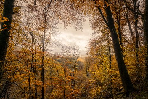 Autumn in the Ardennes