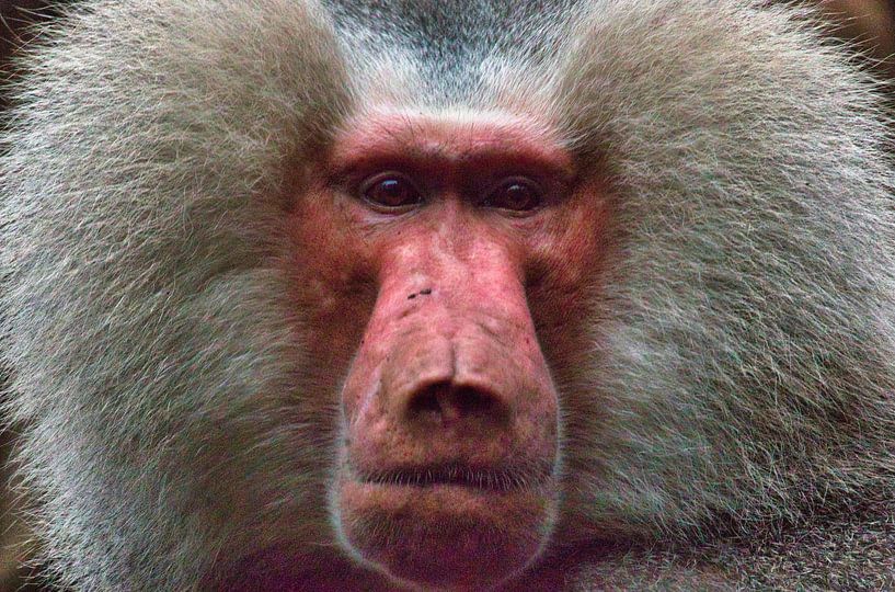 Hallo mantelbaviaan van Natuurpracht   Kees Doornenbal