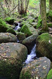 Mountain stream black forest 1.5 by Ingo Laue