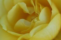 Gele Roos van Yvonne Blokland thumbnail