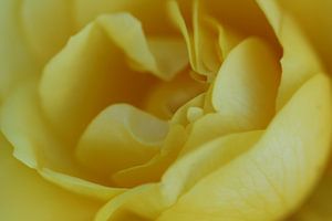 yellow Rose von Yvonne Blokland