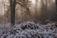 The Bergherbos on a winter morning in the mist by René Jonkhout thumbnail