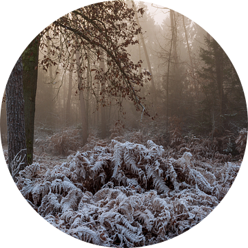 Het Bergherbos op een winterse ochtend in de mist van René Jonkhout