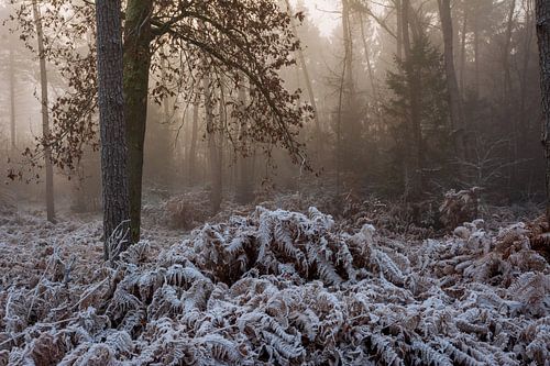 Der Bergherbos an einem nebelverhangenen Wintermorgen