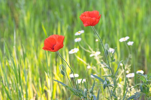 Poppies