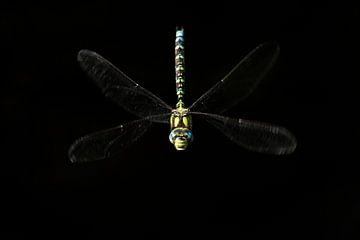 Fliegende Libelle gegen Schwarz von Rick van der Weijde