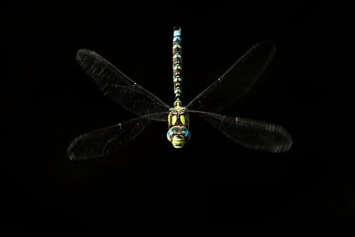 Flying dragonfly against black