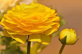 Ranunculus by Violetta Honkisz