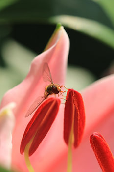 Wasp on a lily