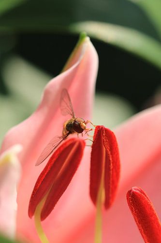Sluipwesp op een lelie