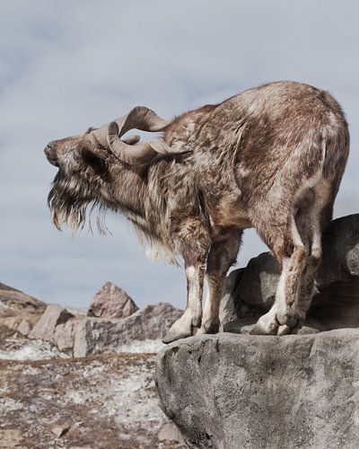 A goat with big horns  stands alone on a rock, mountain landscape and sky. Allegory on the scapegoat