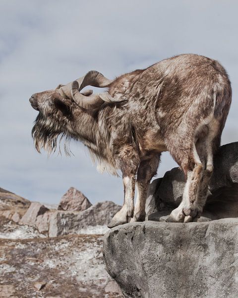 Eine Ziege mit großen Hörnern steht allein auf einem Felsen, einer Berglandschaft und dem Himmel. Al von Michael Semenov