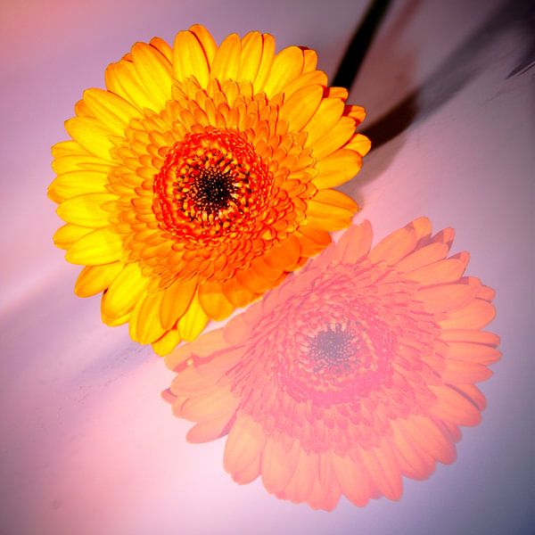 Bloem von Karin Keesmaat Kijk-Kunst