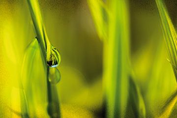 Dauwdruppels in het zonlicht van Nicc Koch