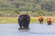 Schotse Hooglanders en reiger in het beekje van Anne Zwagers thumbnail