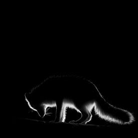 Renard polaire ! sur Jorrit Verkleij