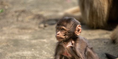 Bébé babouin
