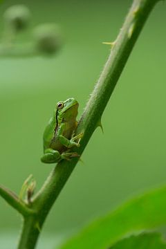 Grenouille arboricole cachée entre les buissons de mûres dans l'Achterhoek sur Jeroen Stel