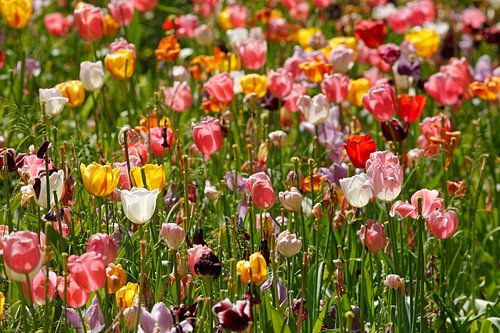 Bunt blühendeTulpen,  (Tulipa), Blumenbeet, Deutschland