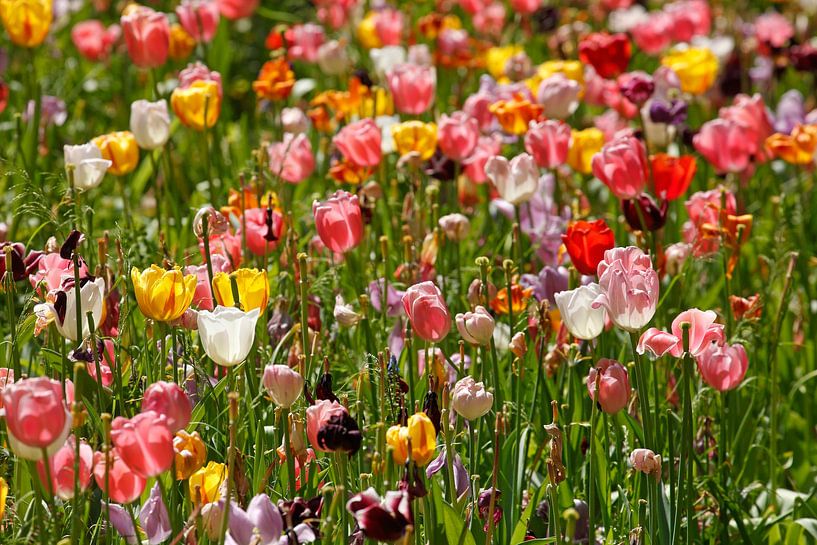 Bunt blühendeTulpen,  (Tulipa), Blumenbeet, Deutschland von Torsten Krüger