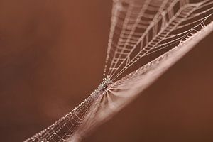 Verblendete Spinne in ihrem Netz bei Sonnenaufgang