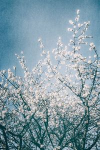 Lente Magie II