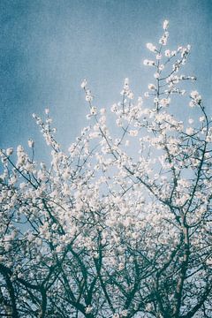 Magical spring by Daniela Beyer