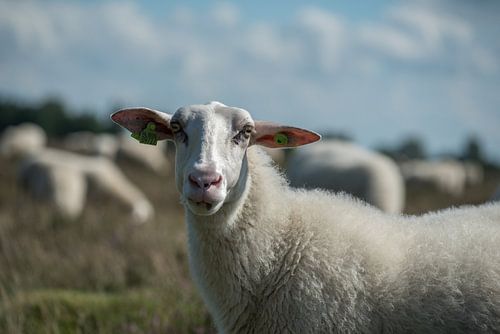 Schapen op de Veluwe bij Ede