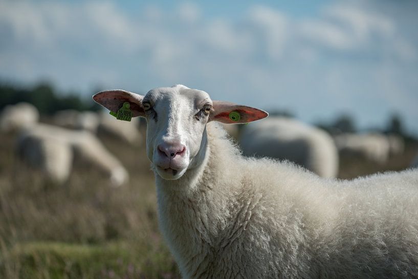 Schapen op de Veluwe bij Ede von Cilia Brandts