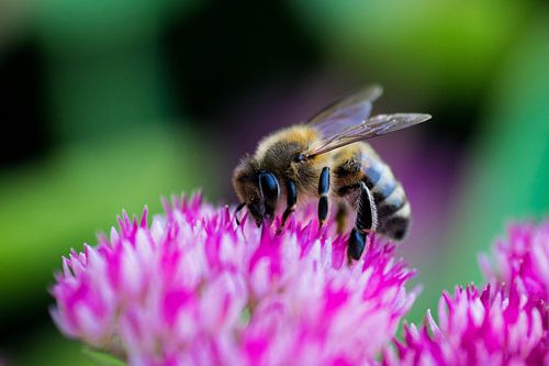 Bijtje op zoek naar stuifmeel
