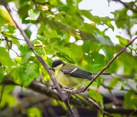 Great tit sitting on a tree garden by ManfredFotos