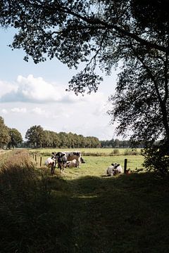 Koeien in het zonovergoten weiland van Heleen. Visual Storytelling