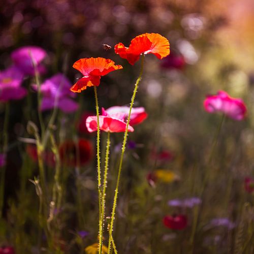 Mer de fleurs sur Anouschka Hendriks
