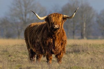 Schotse Hooglander van Marieke Deinum