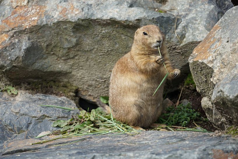 Mexican prairie dog by Fabian H