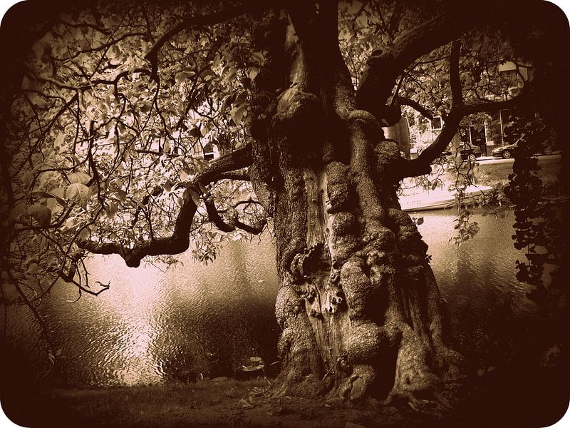 Tree by Francisco de Almeida