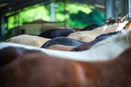 Horse backs by Miranda Jansen Fotografie