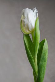 Tulipe blanche IV – Sérénité sur Cindy Coenen Fine Art Photography